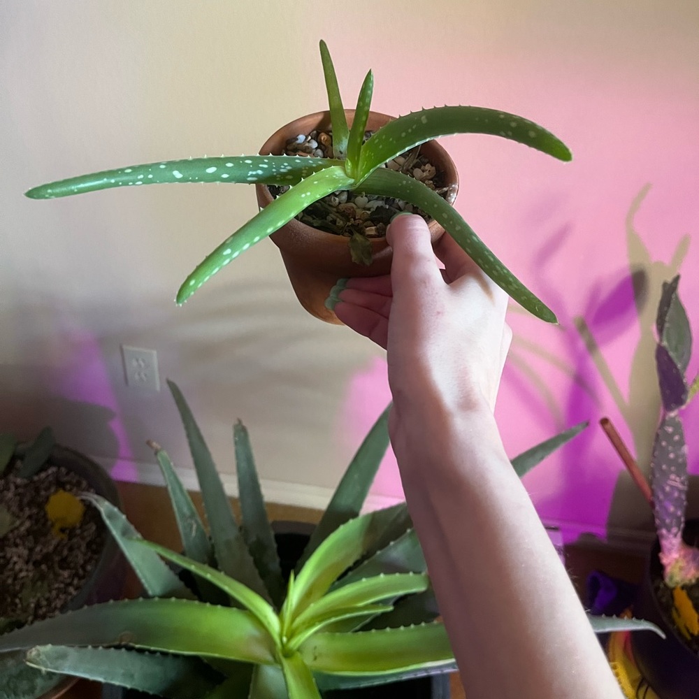 Aloe plant